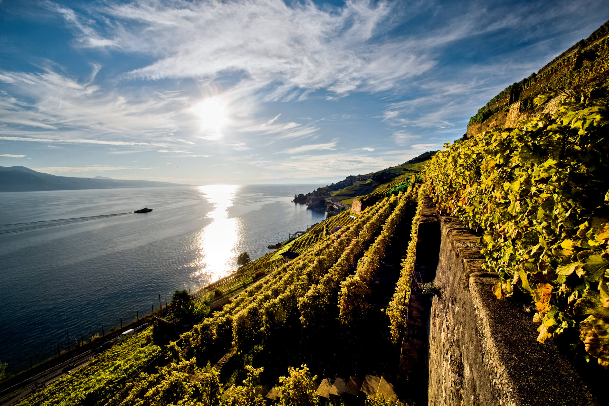 St-Saphorin vineyard terraces in Lavaux overlooking Lake Geneva and the Swiss Alps