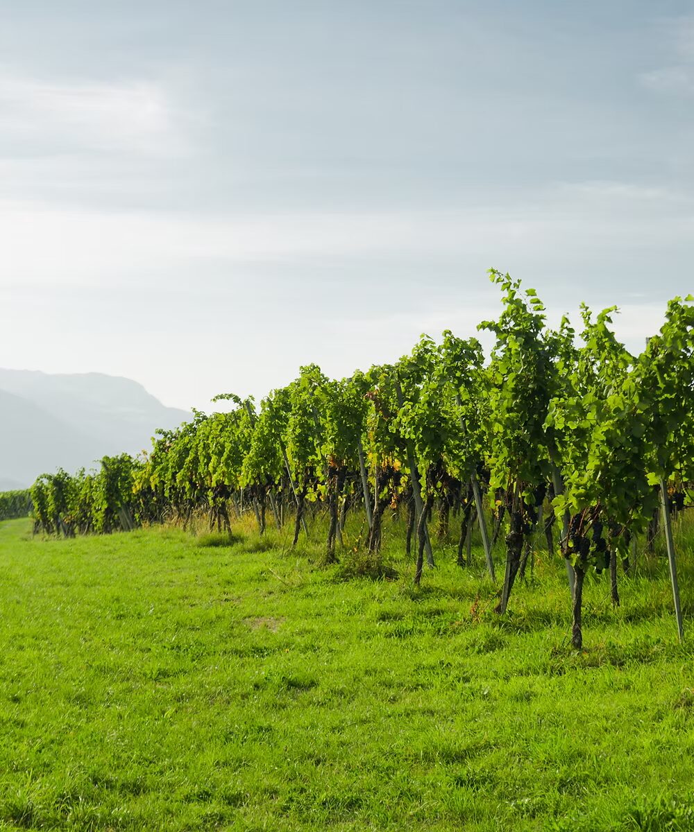 Vineyard landscape in Grisons with majestic mountains in the background during a Swiss wine tour