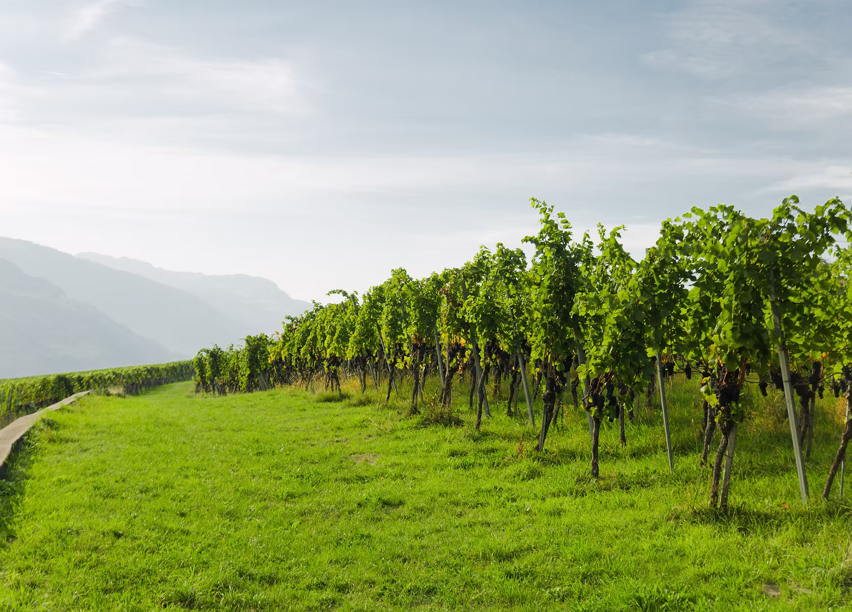 Vineyard landscape in Grisons with majestic mountains in the background during a Swiss wine tour