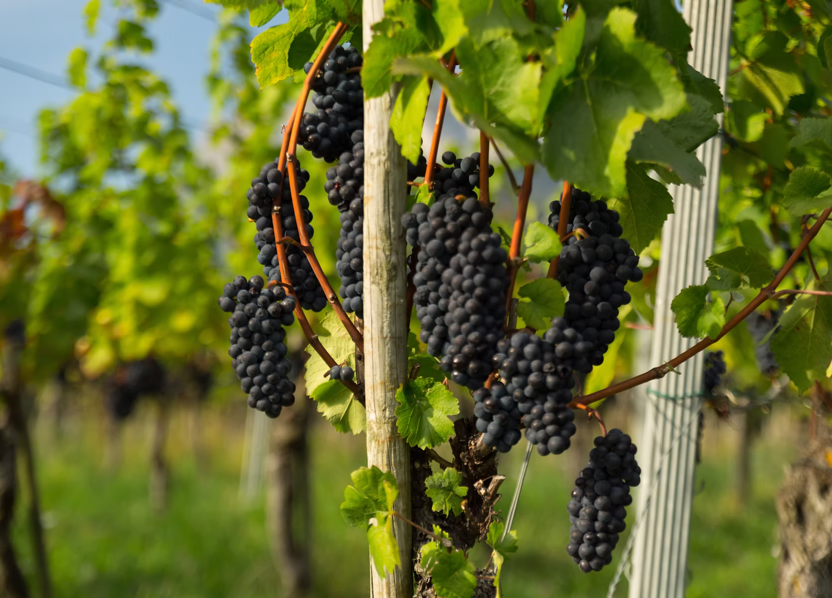 Close-up of ripe red grapes growing on vines during a wine tour in a Swiss vineyard