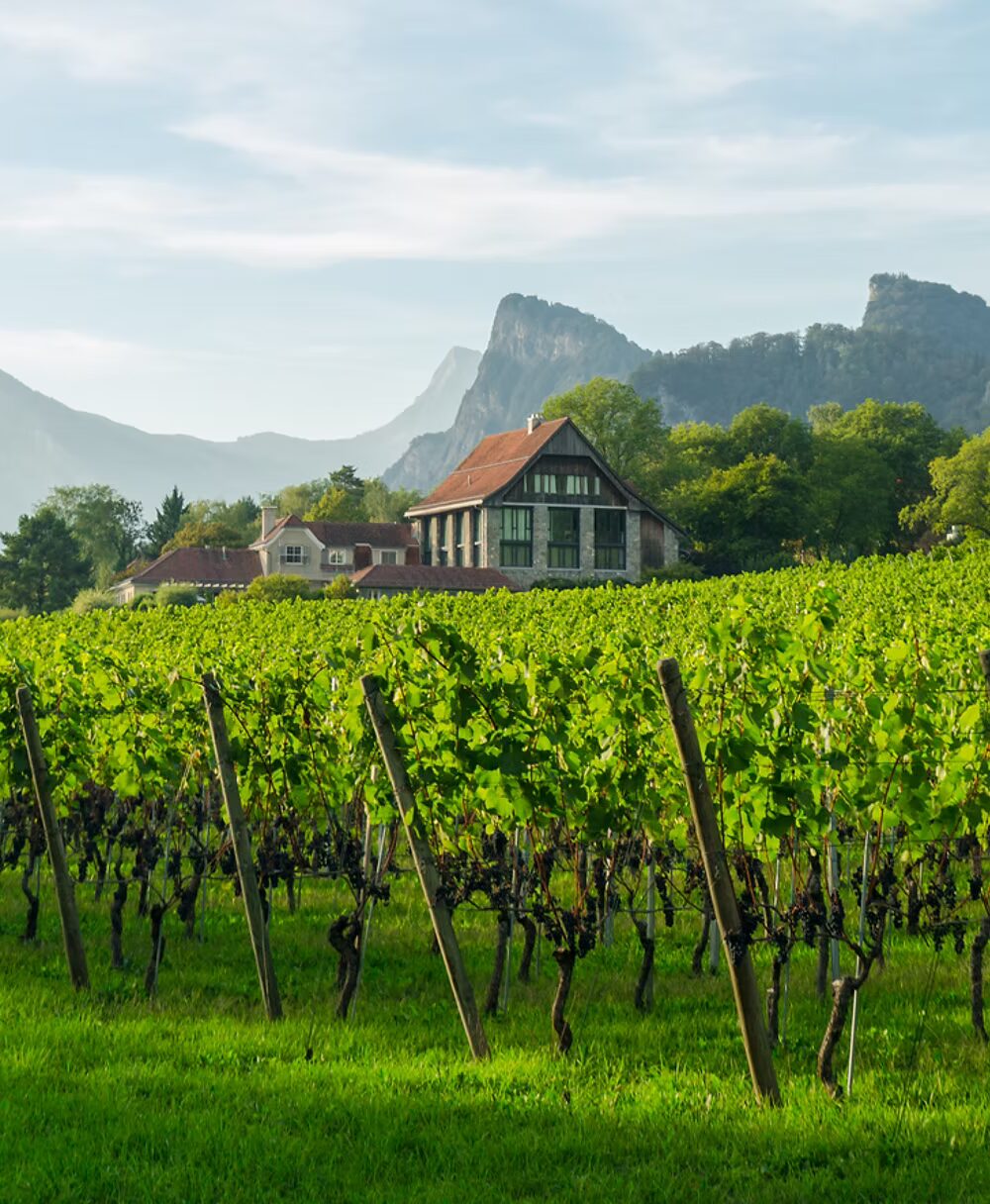 Vineyards in the Graubünden region with alpine mountains in the background.